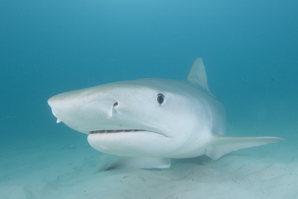 tiger shark pictures   galeocerdo cuvier images